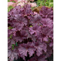 Żurawka 'Grande Amethyst' Heuchera