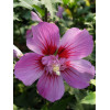 Ketmia syryjska 'Maike' Hibiscus syriacus