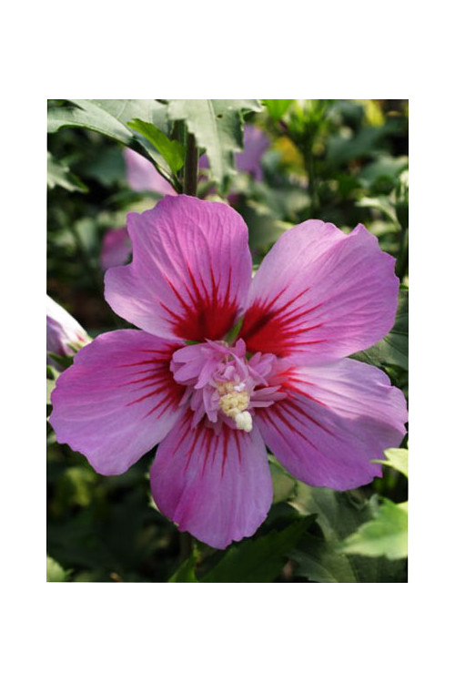 Ketmia syryjska 'Maike' Hibiscus syriacus