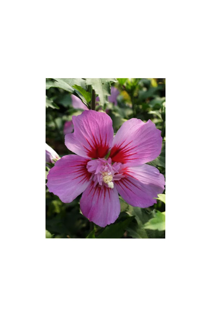 Ketmia syryjska 'Maike' Hibiscus syriacus