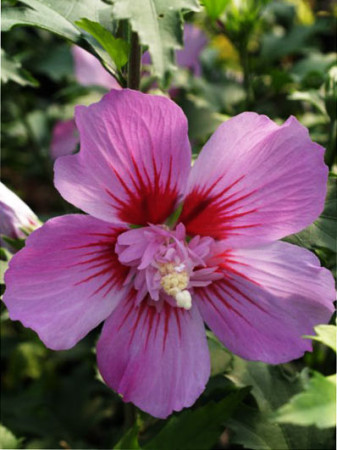 Ketmia syryjska 'Maike' Hibiscus syriacus