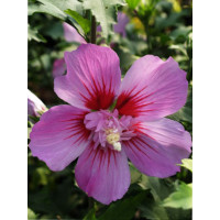 Ketmia syryjska 'Maike' Hibiscus syriacus