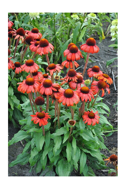 Jeżówka 'Red Skipper' | Echinacea