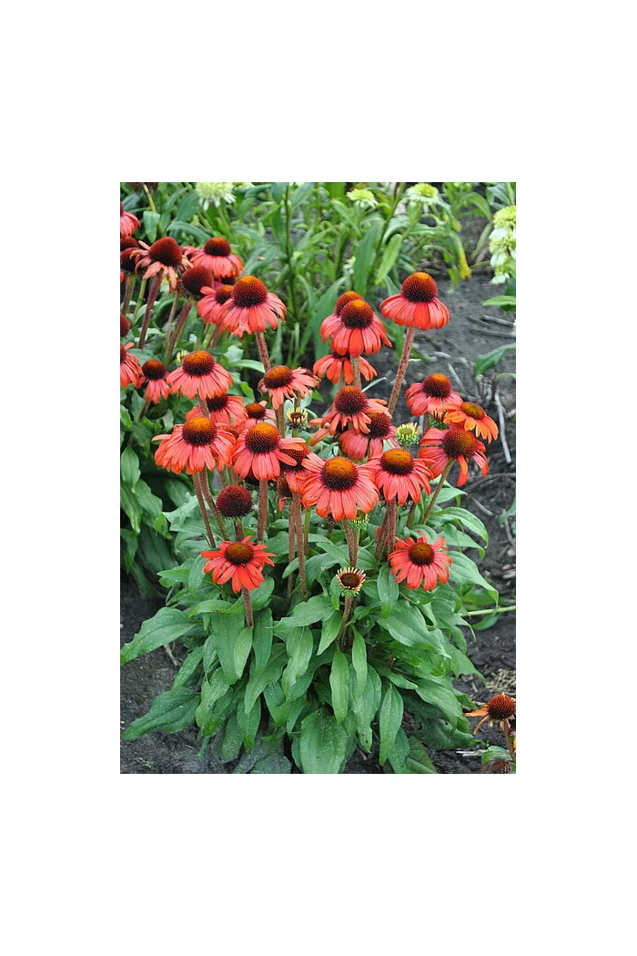 Jeżówka 'Red Skipper' | Echinacea