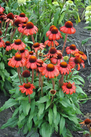 Jeżówka 'Red Skipper' | Echinacea
