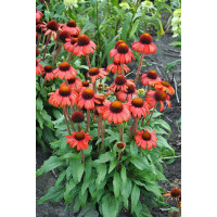 Jeżówka 'Red Skipper' | Echinacea