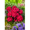 Różanecznik 'Nova Zembla' Rhododendron