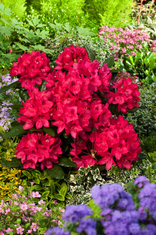 Różanecznik 'Nova Zembla' Rhododendron