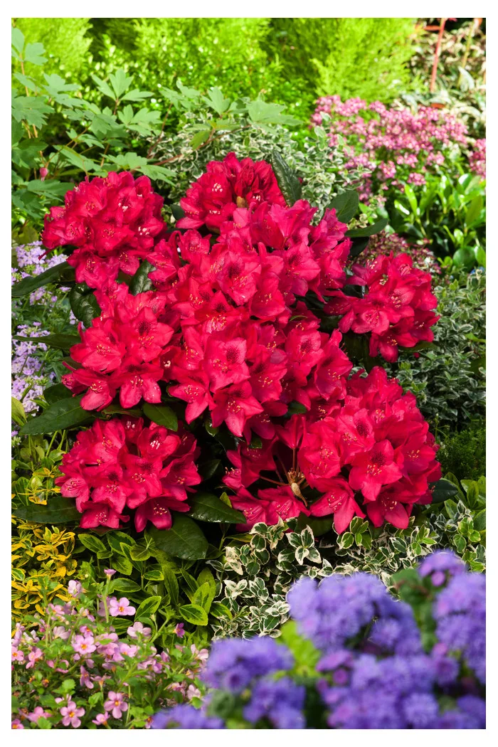 Różanecznik 'Nova Zembla' Rhododendron