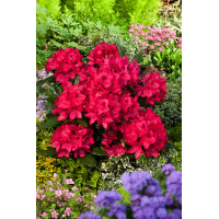 Różanecznik 'Nova Zembla' Rhododendron