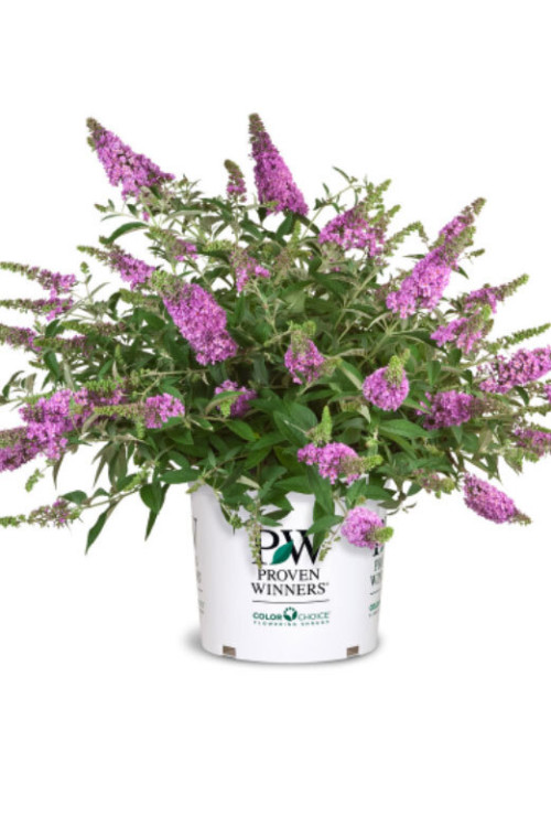 budleja, budleja velvetl, Buddleja, motyli krzew