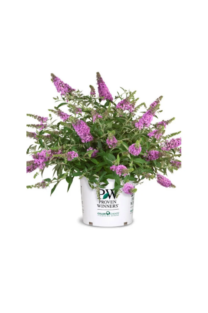 budleja, budleja velvetl, Buddleja, motyli krzew