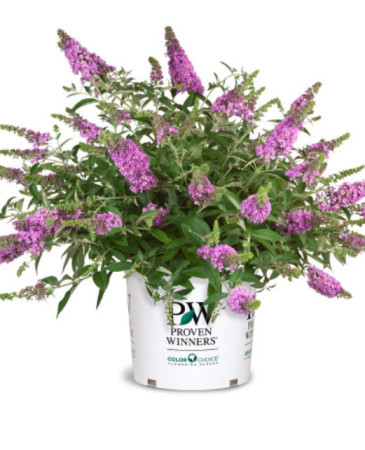 budleja, budleja velvetl, Buddleja, motyli krzew