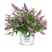 budleja, budleja velvetl, Buddleja, motyli krzew