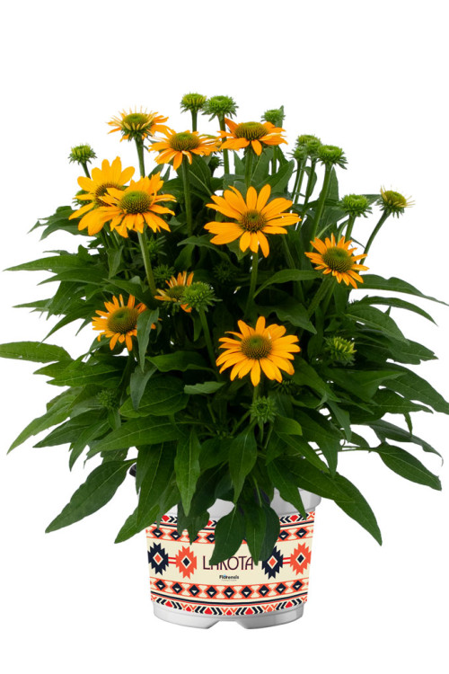 Jeżówka 'Lakota Yellow' | Echinacea