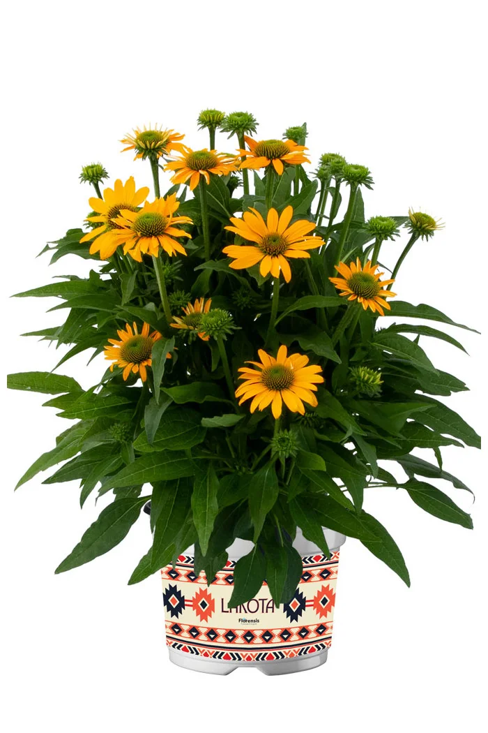 Jeżówka 'Lakota Yellow' | Echinacea