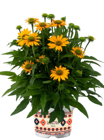 Jeżówka 'Lakota Yellow' | Echinacea