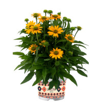 Jeżówka 'Lakota Yellow' | Echinacea
