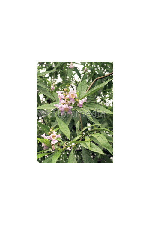 Chitalpa 'Pink Dawn' | Chitalpa tashkentensis