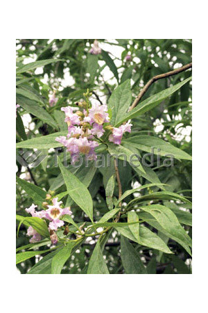 Chitalpa 'Pink Dawn' | Chitalpa tashkentensis