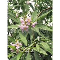 Chitalpa 'Pink Dawn' | Chitalpa tashkentensis