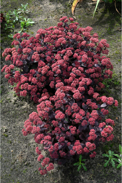 Rozchodnik 'Xenox' | Sedum