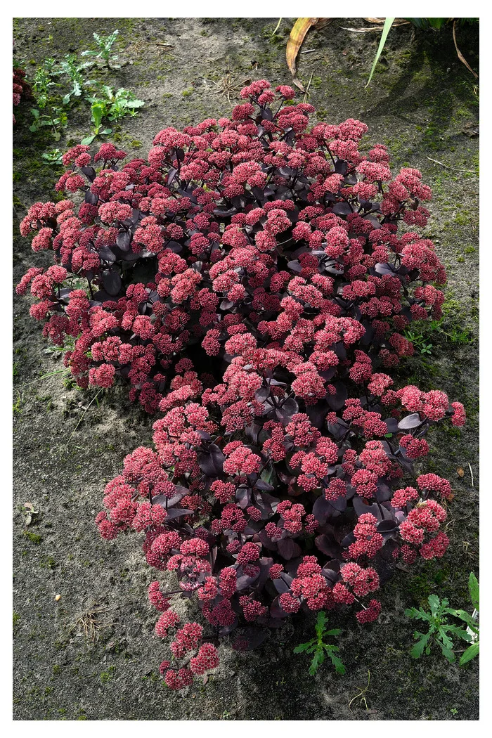 Rozchodnik 'Xenox' | Sedum