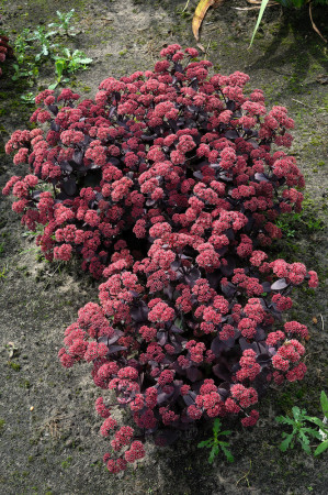 Rozchodnik 'Xenox' | Sedum
