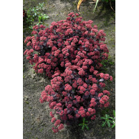 Rozchodnik 'Xenox' | Sedum