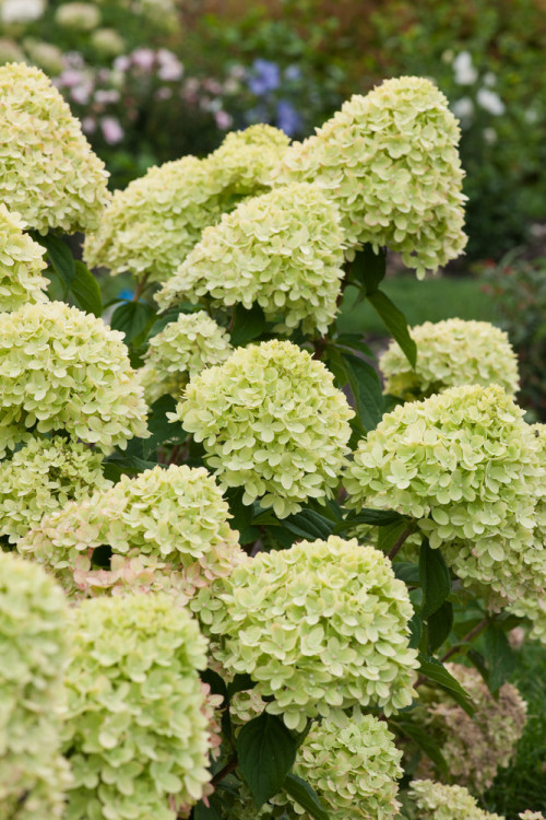 Hortensja bukietowa 'Little Lime' | Hydrangea paniculata