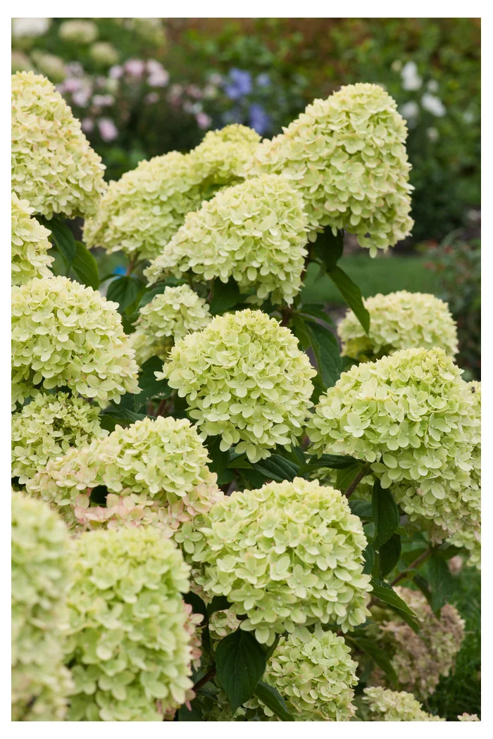 Hortensja bukietowa 'Little Lime' | Hydrangea paniculata