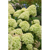 Hortensja bukietowa 'Little Lime' | Hydrangea paniculata