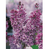 Lilak pospolity 'Sensation' Syringa vulgaris