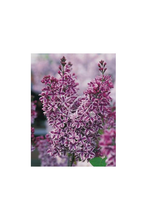 Lilak pospolity 'Sensation' Syringa vulgaris