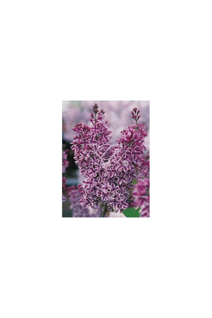 Lilak pospolity 'Sensation' Syringa vulgaris