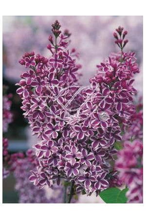 Lilak pospolity 'Sensation' Syringa vulgaris