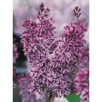 Lilak pospolity 'Sensation' Syringa vulgaris
