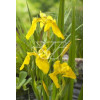Kosaciec (Irys) żółty Iris pseudacorus