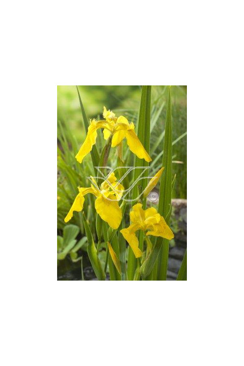 Kosaciec (Irys) żółty Iris pseudacorus