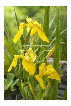 Kosaciec (Irys) żółty Iris pseudacorus