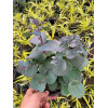 Rozchodnik 'Sunsparkler Blue Pearl' | Sedum