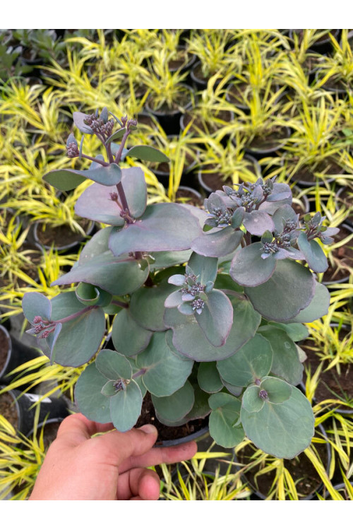 Rozchodnik 'Sunsparkler Blue Pearl' | Sedum