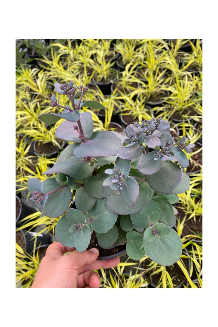 Rozchodnik 'Sunsparkler Blue Pearl' | Sedum