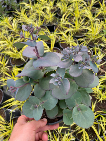 Rozchodnik 'Sunsparkler Blue Pearl' | Sedum