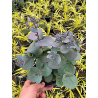 Rozchodnik 'Sunsparkler Blue Pearl' | Sedum