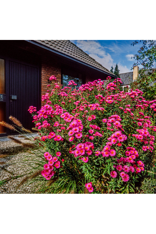 Aster nowobelgijski 'Fuldatal' Aster novi-belgii