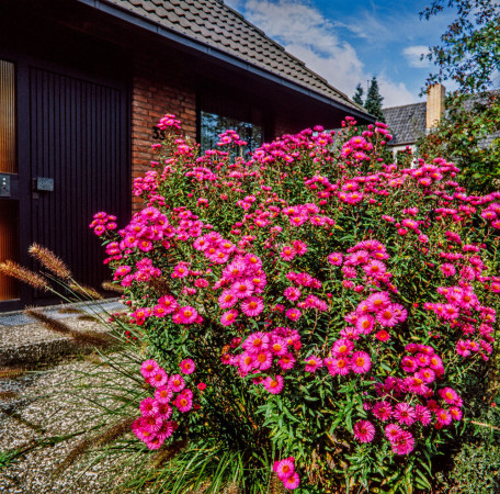 Aster nowobelgijski 'Fuldatal' Aster novi-belgii
