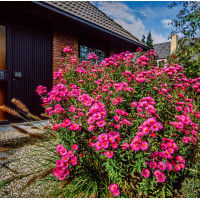 Aster nowobelgijski 'Fuldatal' Aster novi-belgii