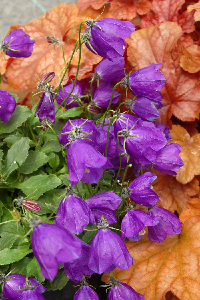 Dzwonek 'Jelly Bells' Campanula