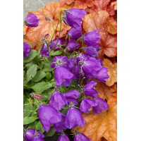 Dzwonek 'Jelly Bells' Campanula